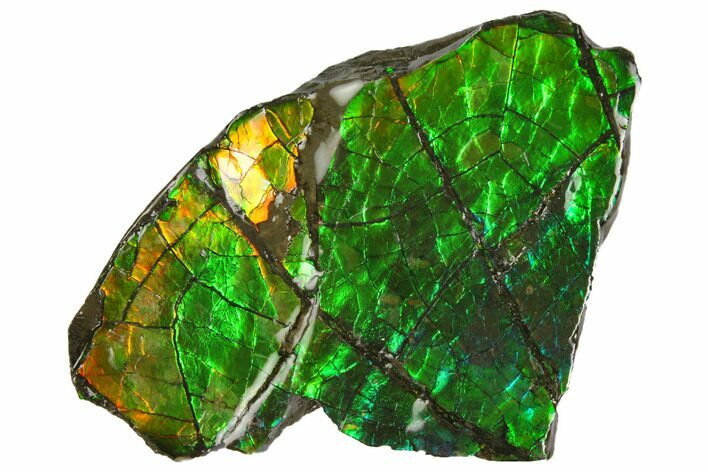 Iridescent Ammolite (Fossil Ammonite Shell) - Alberta, Canada #147250